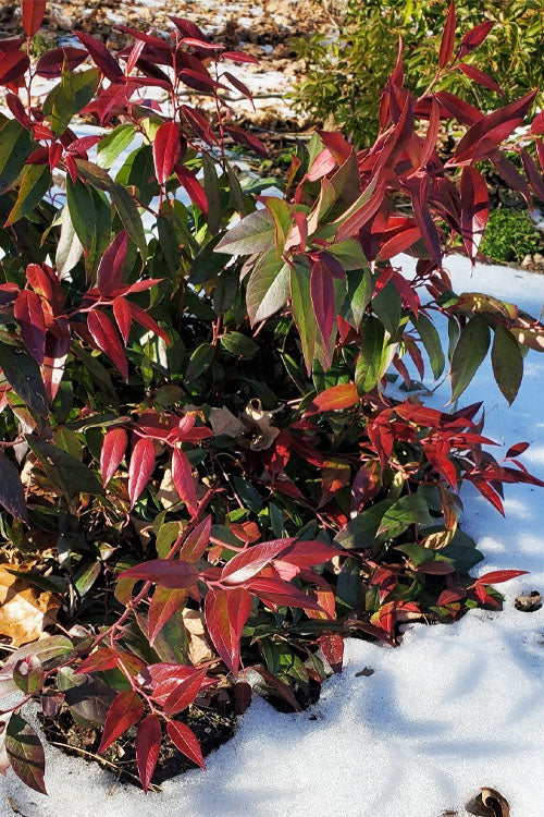  Red Tip Coastal Leucothoe - 1 Gallon Pot