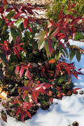  Red Tip Coastal Leucothoe - 1 Gallon Pot