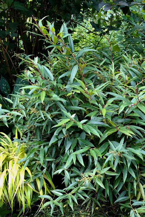  Red Tip Coastal Leucothoe - 1 Gallon Pot