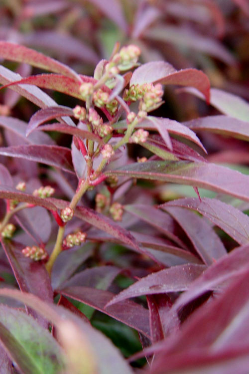  Red Tip Coastal Leucothoe - 1 Gallon Pot