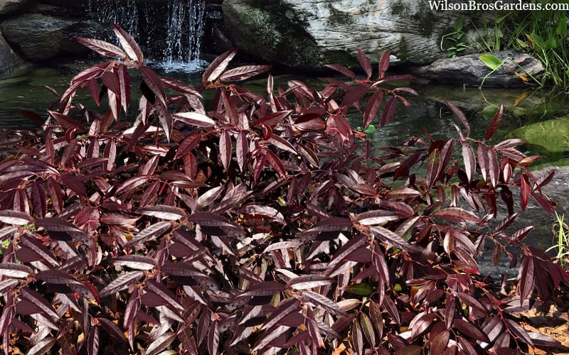  Rejoyce Coast Leucothoe (Leucothoe Axillaris) - 3 Gallon Pot