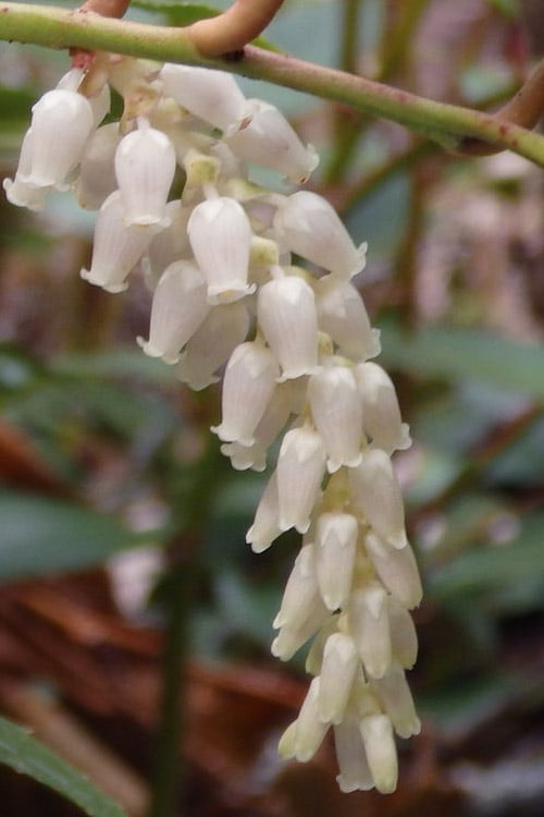  Rejoyce Coast Leucothoe (Leucothoe Axillaris) - 3 Gallon Pot