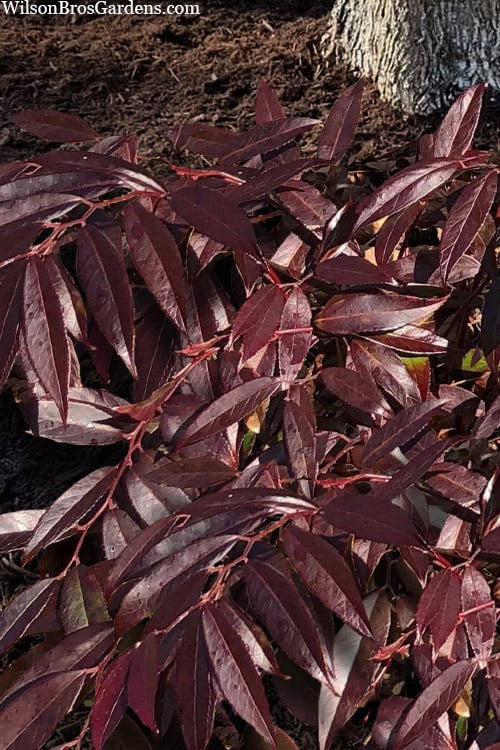  Rejoyce Coast Leucothoe (Leucothoe Axillaris) - 3 Gallon Pot