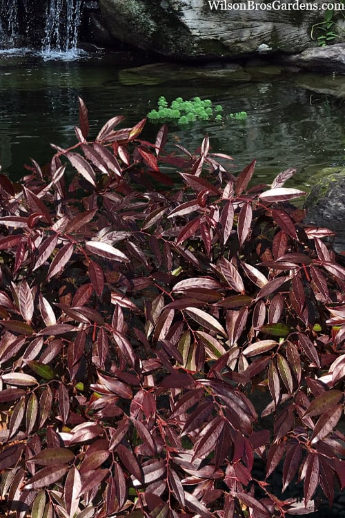  Rejoyce Coast Leucothoe (Leucothoe Axillaris) - 3 Gallon Pot