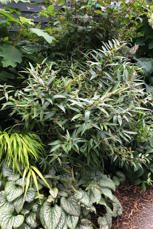  Rejoyce Coast Leucothoe (Leucothoe Axillaris) - 3 Gallon Pot