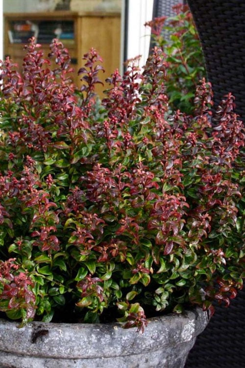  Twisting Red Leucothoe (Fetterbush) - 2 Gallon Pot