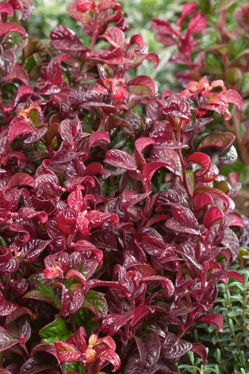  Twisting Red Leucothoe (Fetterbush) - 2 Gallon Pot