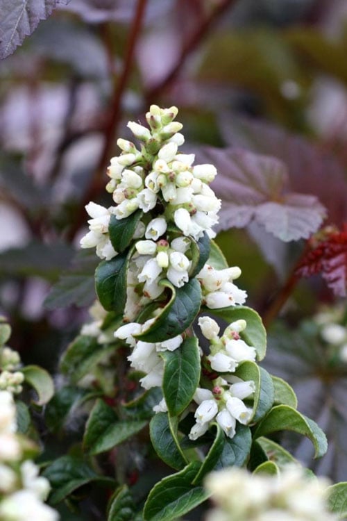  Twisting Red Leucothoe (Fetterbush) - 2 Gallon Pot