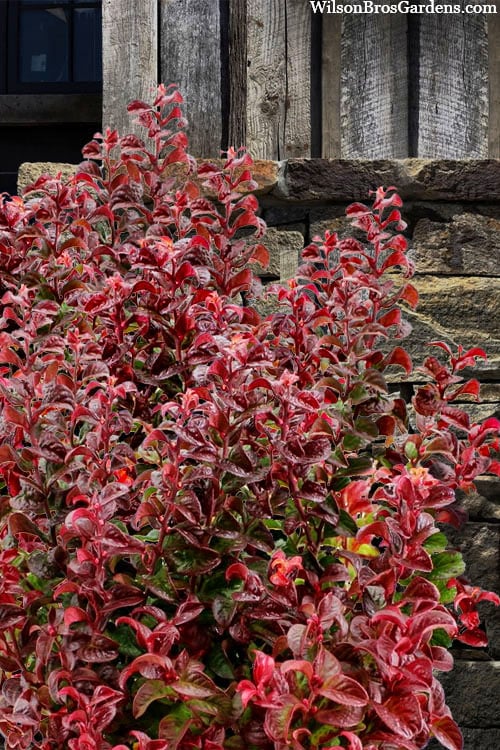  Twisting Red Leucothoe (Fetterbush) - 2 Gallon Pot