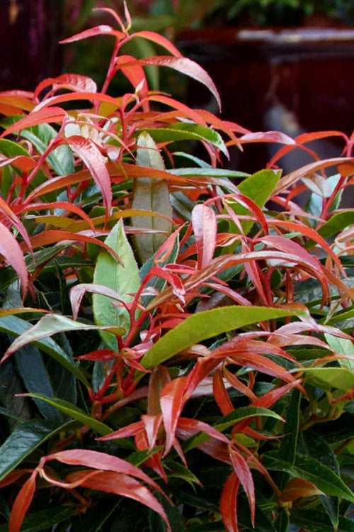  Burning Love Leucothoe (Fetterbush) - 1 Gallon Pot
