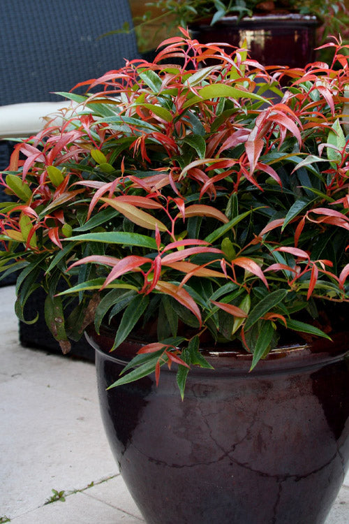  Burning Love Leucothoe (Fetterbush) - 1 Gallon Pot