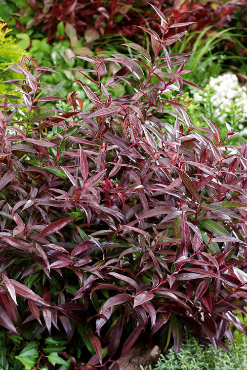  Burning Love Leucothoe (Fetterbush) - 1 Gallon Pot