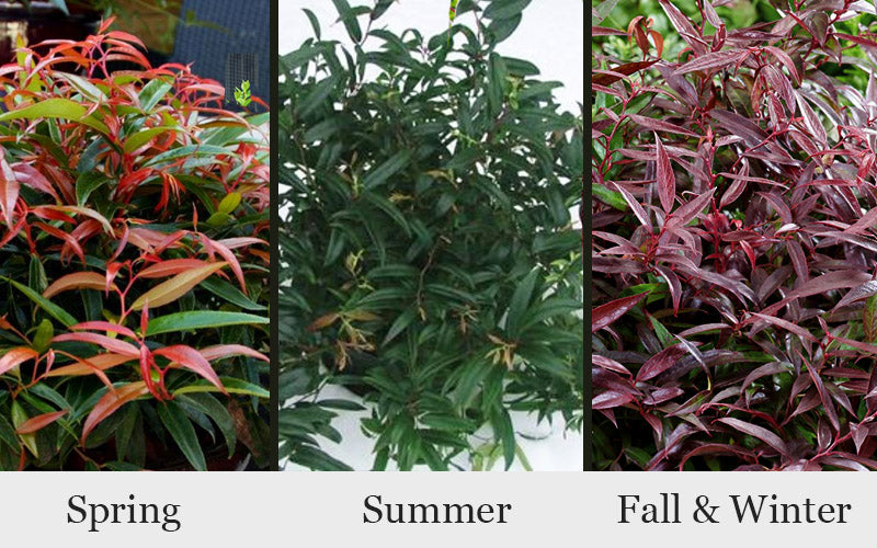  Burning Love Leucothoe (Fetterbush) - 1 Gallon Pot