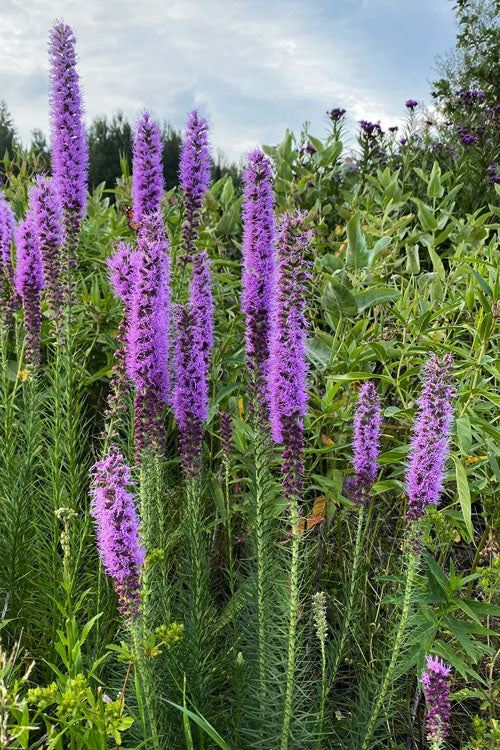  Prairie Blazing Star (Liatris) - 1 Gallon Pot