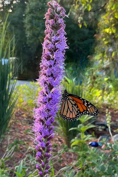  Prairie Blazing Star (Liatris) - 1 Gallon Pot