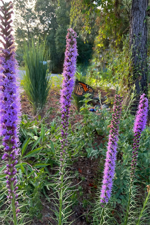  Prairie Blazing Star (Liatris) - 1 Gallon Pot