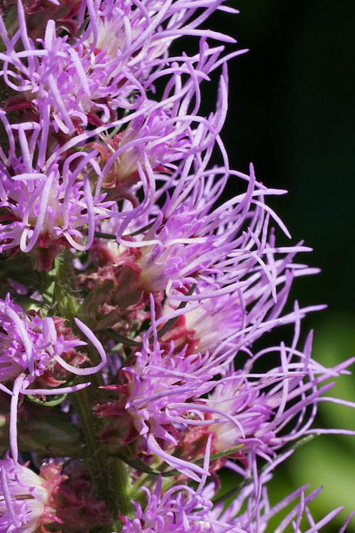  Prairie Blazing Star (Liatris) - 1 Gallon Pot