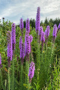  Prairie Blazing Star (Liatris) - 1 Gallon Pot