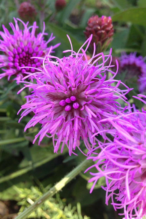  Savanna Blazing Star (Liatris Scariosa) - 1 Gallon Pot