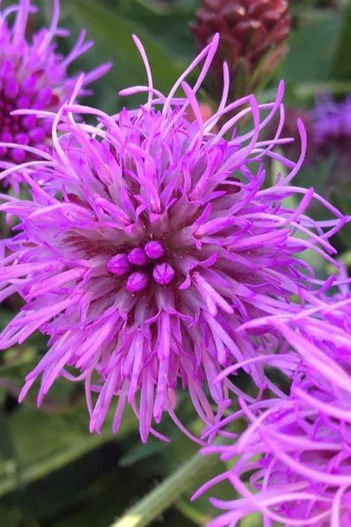  Savanna Blazing Star (Liatris Scariosa) - 1 Gallon Pot