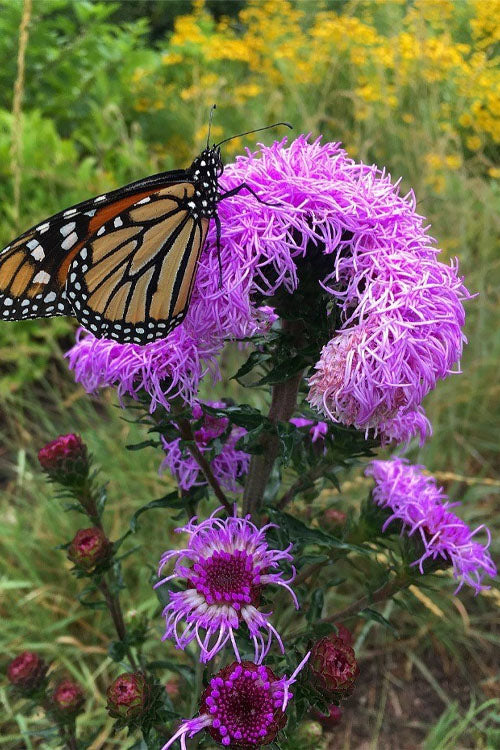  Savanna Blazing Star (Liatris Scariosa) - 1 Gallon Pot