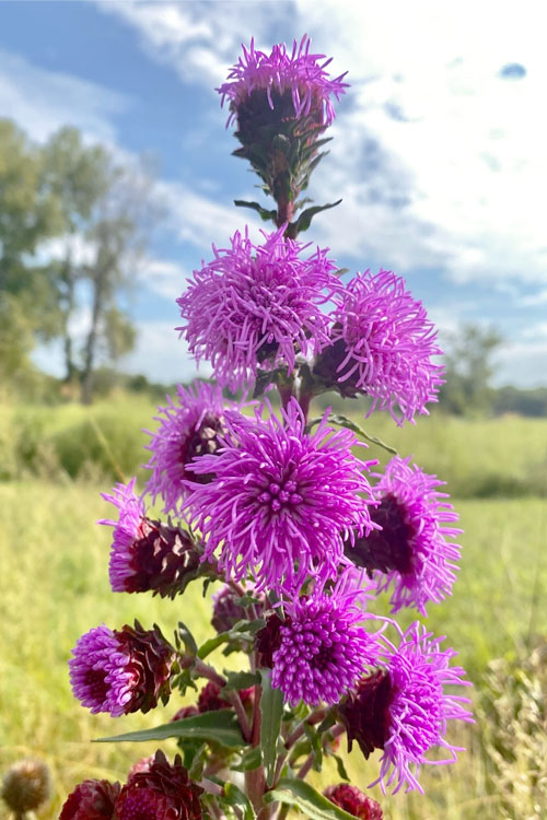  Savanna Blazing Star (Liatris Scariosa) - 1 Gallon Pot