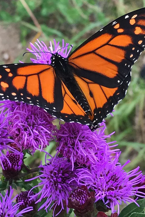  Savanna Blazing Star (Liatris Scariosa) - 1 Gallon Pot