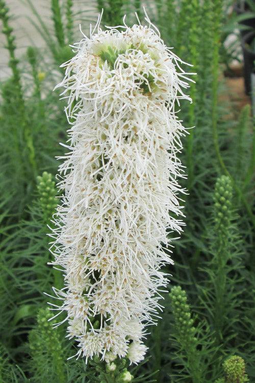  White Blazing Star Liatris (Gayfeather) - 1 Gallon Pot