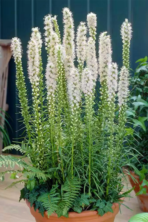  White Blazing Star Liatris (Gayfeather) - 1 Gallon Pot