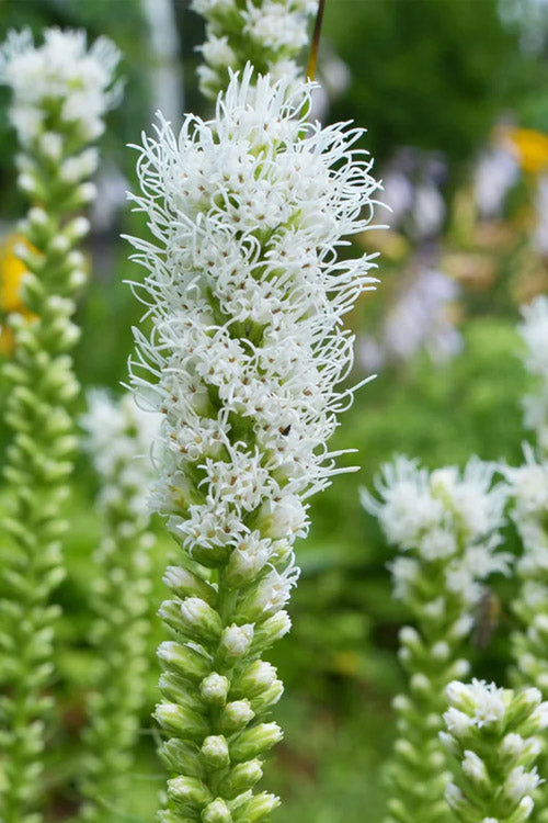  White Blazing Star Liatris (Gayfeather) - 1 Gallon Pot