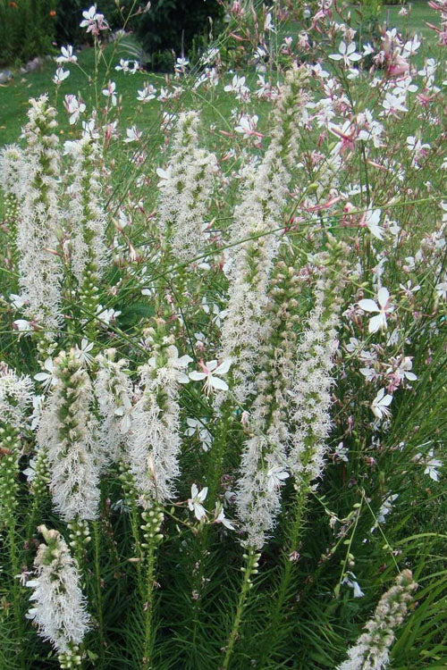  White Blazing Star Liatris (Gayfeather) - 1 Gallon Pot