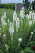  White Blazing Star Liatris (Gayfeather) - 1 Gallon Pot