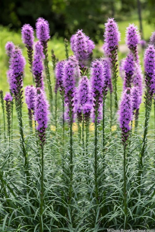  Blazing Star Liatris - 5 Pack Of Quart Pots