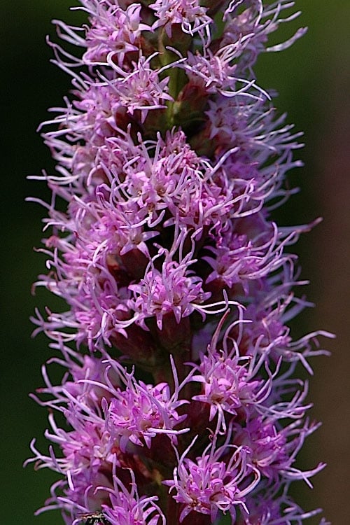  Blazing Star Liatris - 5 Pack Of Quart Pots