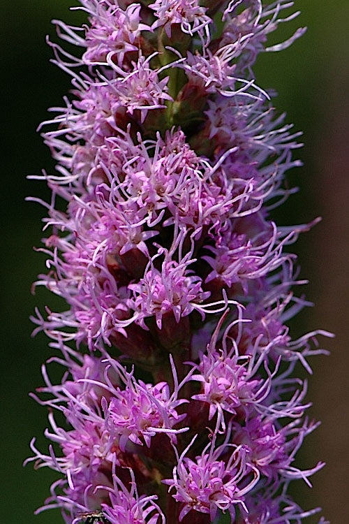  Blazing Star Gayfeather (Liatris Spicata) - 6 Pack Of 1 Gallon Pots