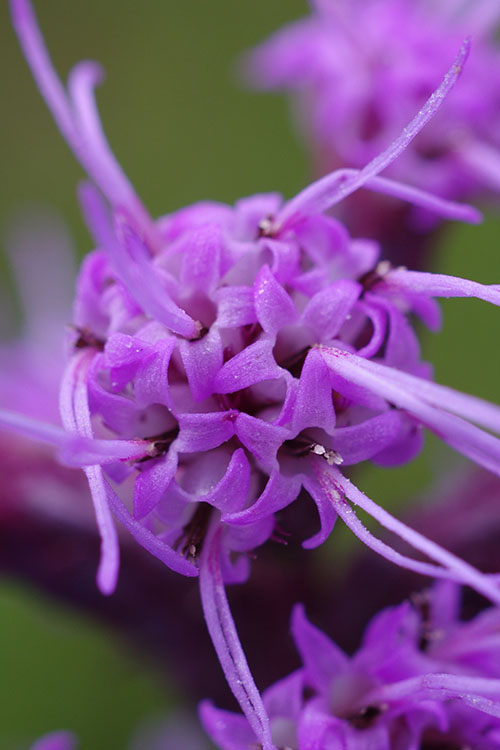  Blazing Star Gayfeather (Liatris Spicata) - 8 Pack Of 1 Gallon Pots