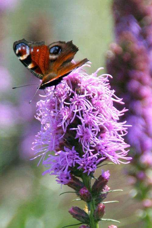  Blazing Star Gayfeather (Liatris Spicata) - 6 Pack Of 1 Gallon Pots