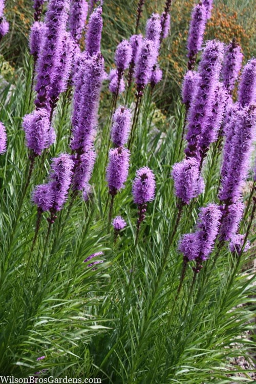  Blazing Star Liatris - 5 Pack Of Quart Pots
