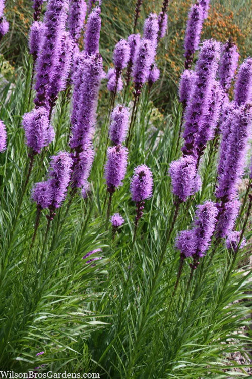  Blazing Star Gayfeather (Liatris Spicata) - 6 Pack Of 1 Gallon Pots