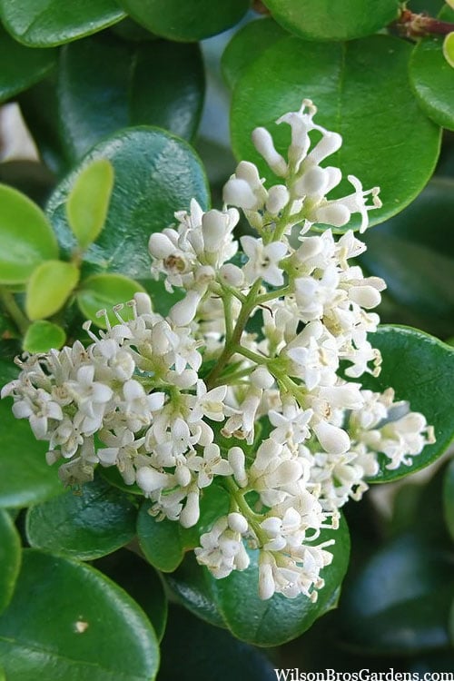  Little Moon Ligustrum - 1 Gallon Pot