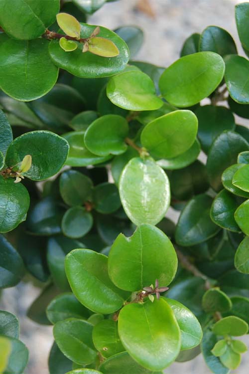 Little Moon Ligustrum - 1 Gallon Pot