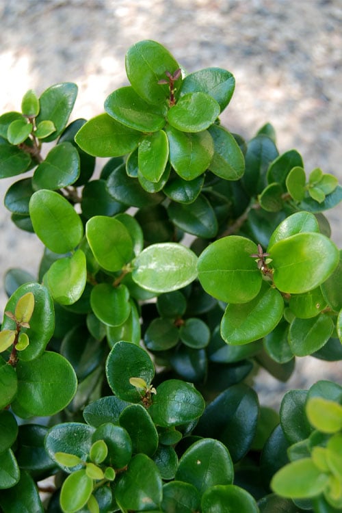 Little Moon Ligustrum - 1 Gallon Pot