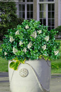  Little Moon Ligustrum - 1 Gallon Pot