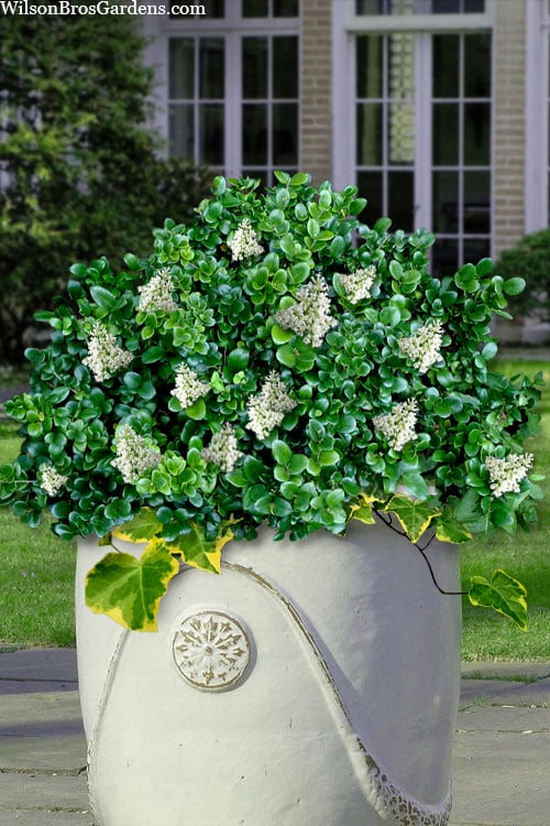  Little Moon Ligustrum - 1 Gallon Pot
