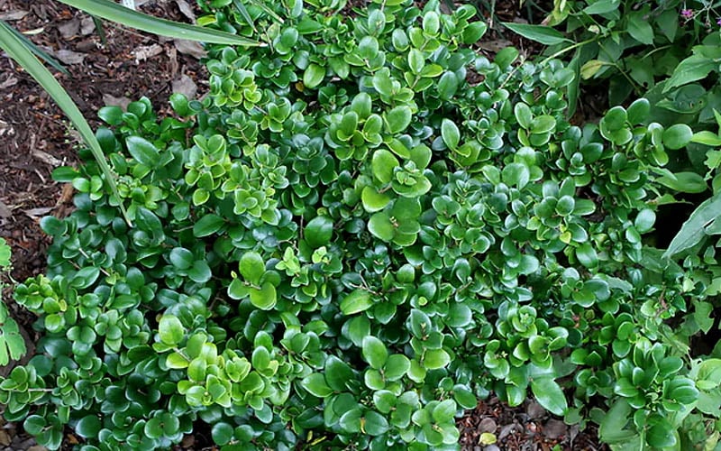 Little Moon Ligustrum - 1 Gallon Pot