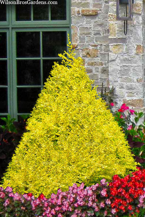  Sunshine Ligustrum - 3 Gallon Pot
