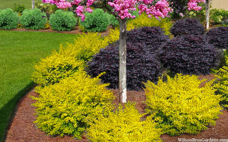  Sunshine Ligustrum - 3 Gallon Pot