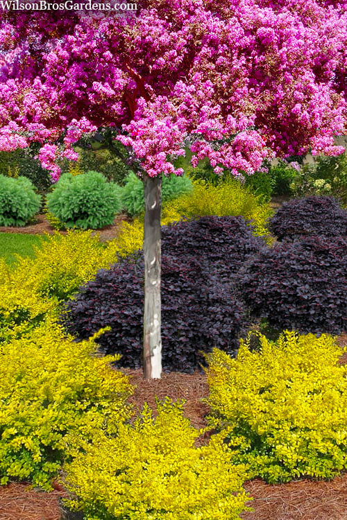  Sunshine Ligustrum - 6 Pack Of 1 Gallon Pots