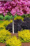  Sunshine Ligustrum - 6 Pack Of 1 Gallon Pots