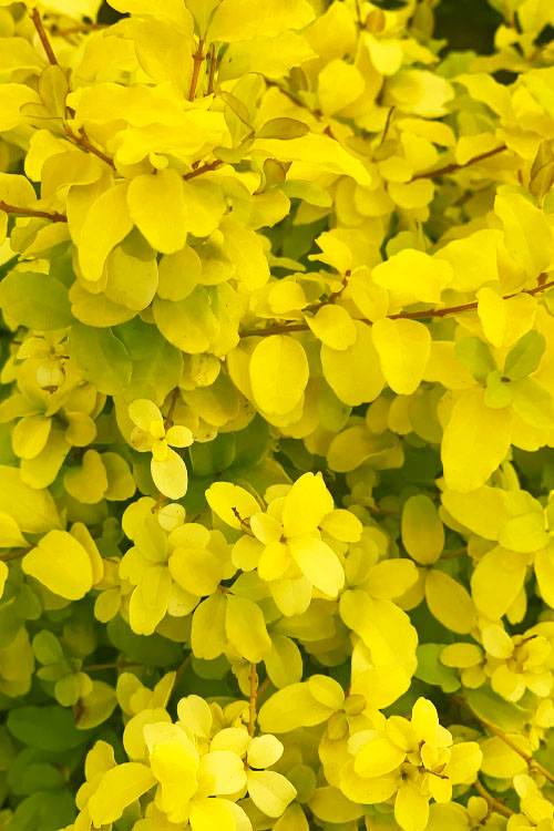  Sunshine Ligustrum - 1 Gallon Pot